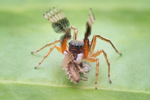 Hooghoekbeeld van een spin op een blad