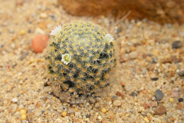 Foto hooghoekbeeld van een succulente plant op het land