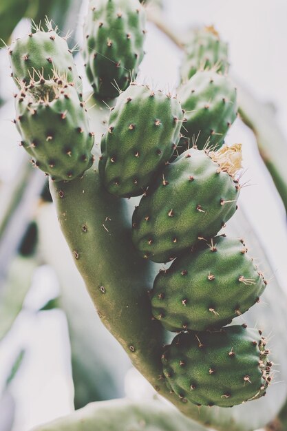 Foto hooghoekbeeld van een succulente plant