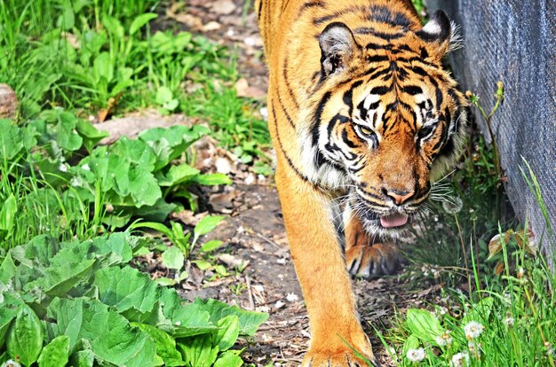 Foto hooghoekbeeld van een tijger in het bos