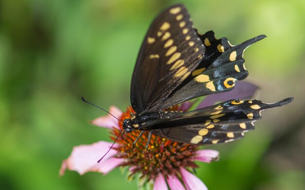 Foto hooghoekbeeld van een vlinder die op een bloem bestuift