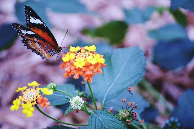 Foto hooghoekbeeld van een vlinder op bloeiende bloemen buiten