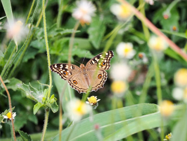 Hooghoekbeeld van een vlinder op een plant in een park