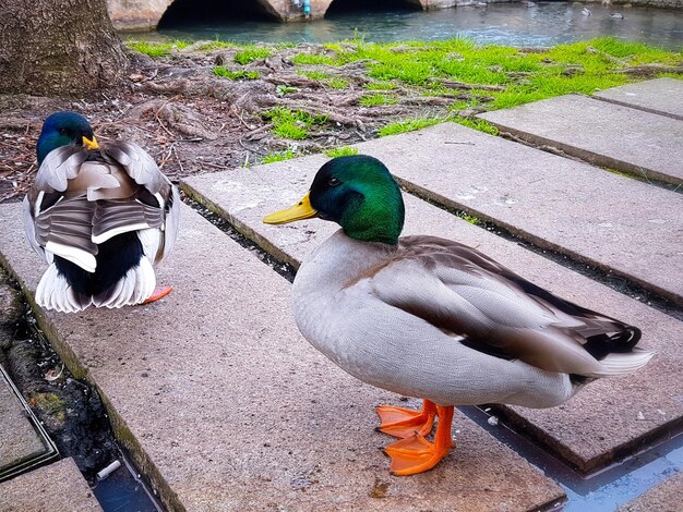 Foto hooghoekbeeld van een vogel die buiten zit