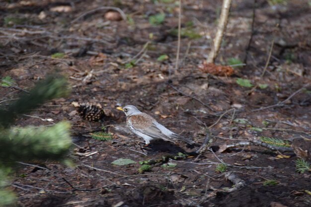 Hooghoekbeeld van een vogel die op de grond zit