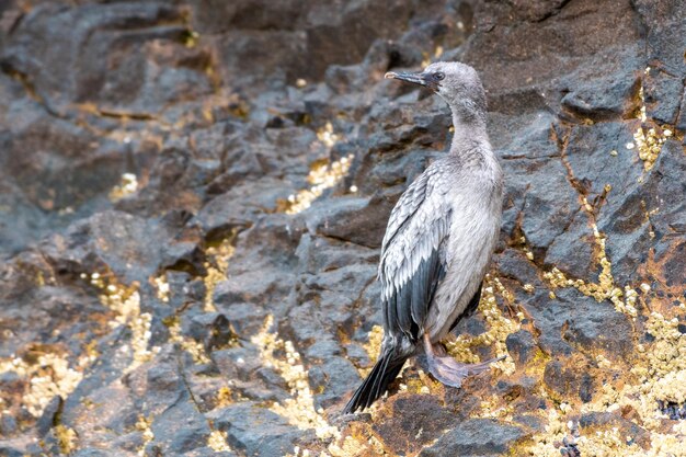 Hooghoekbeeld van een vogel die op een rots zit
