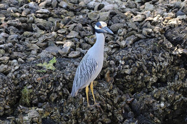 Foto hooghoekbeeld van een vogel die op een rots zit