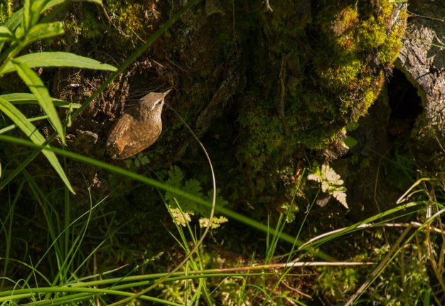 Foto hooghoekbeeld van een vogel die op het gras zit