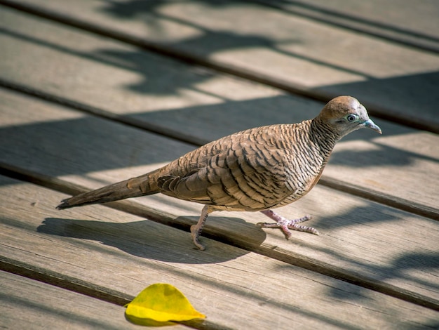 Foto hooghoekbeeld van een vogel die op hout zit