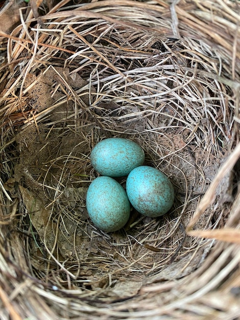 Foto hooghoekbeeld van een vogel in een nest