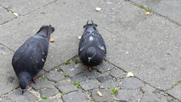 Foto hooghoekbeeld van een vogel op een voetpad