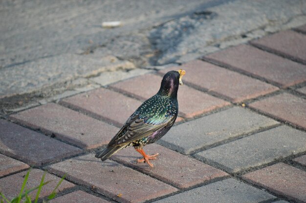 Foto hooghoekbeeld van een vogel op een voetpad