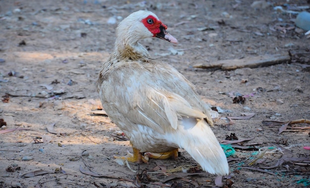 Foto hooghoekbeeld van een vogel op het land