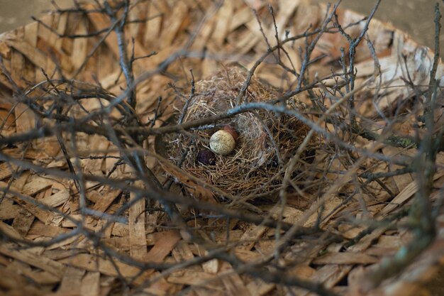 Foto hooghoekbeeld van een vogelnest in een wikkelplaat