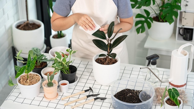 Hooghoekbeeld van een vrouw die een potplant bij de tafel schoonmaakt