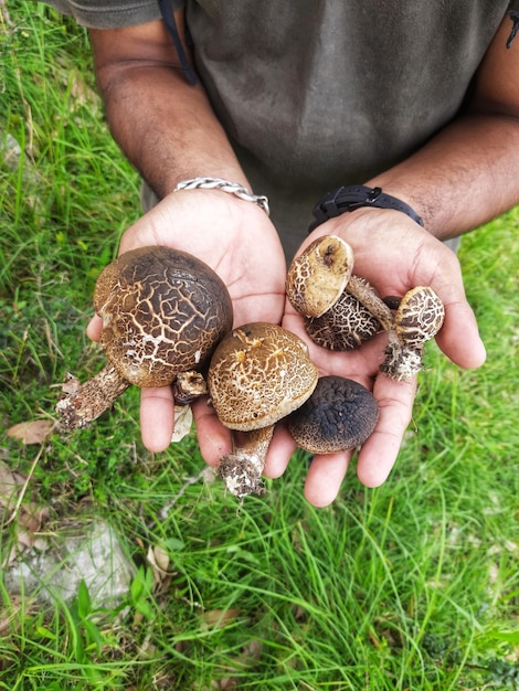 Foto hooghoekbeeld van een vrouw die paddenstoelen vasthoudt die op het veld groeien