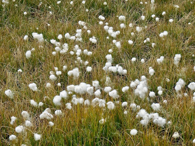 Foto hooghoekbeeld van een witte bloeiende plant op het veld