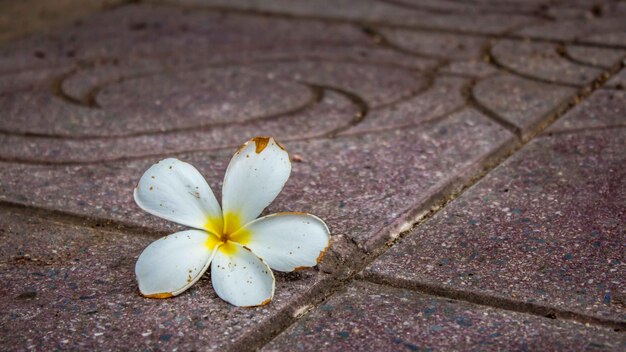 Foto hooghoekbeeld van een witte bloem op het voetpad