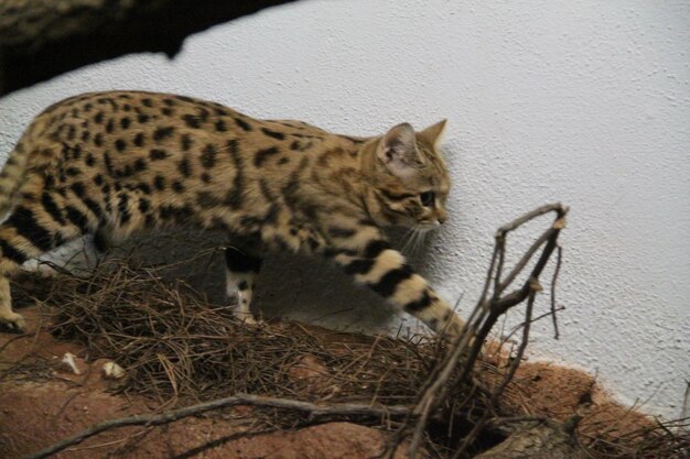 Foto hooghoekbeeld van een zandkat tegen een muur in de dierentuin