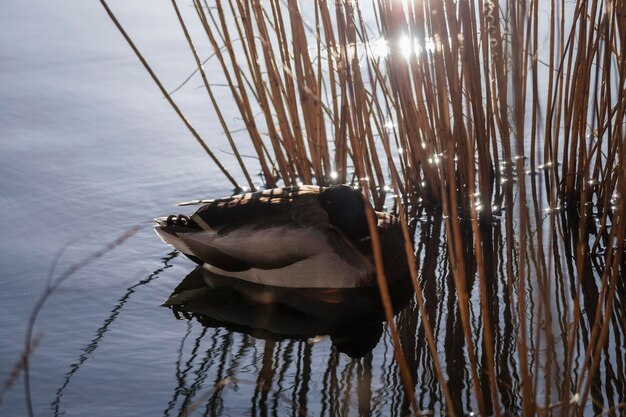 Hooghoekbeeld van eend die slaapt bij het gras op het meer