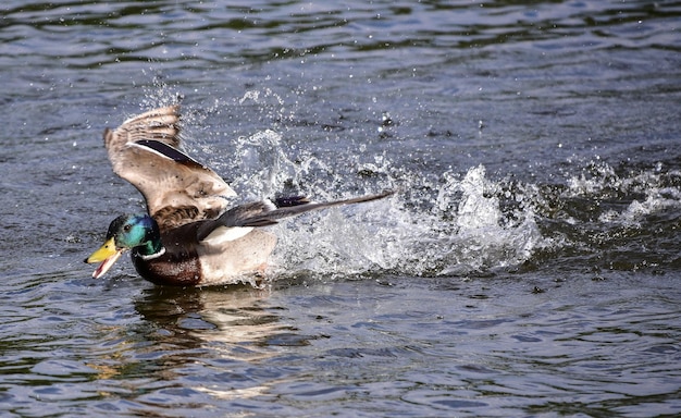 Hooghoekbeeld van eend met uitgestrekte vleugels op rivier