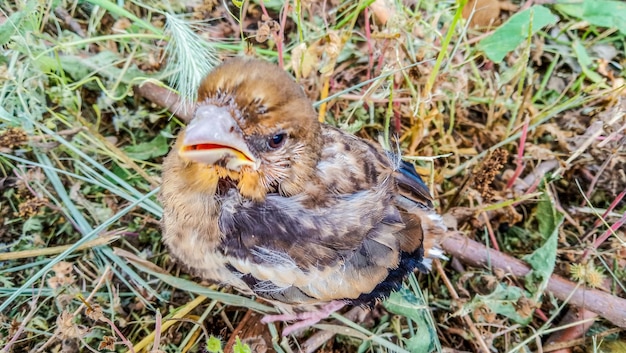 Foto hooghoekbeeld van eend op het veld