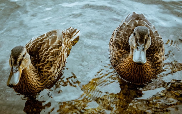 Foto hooghoekbeeld van eenden die in het meer zwemmen