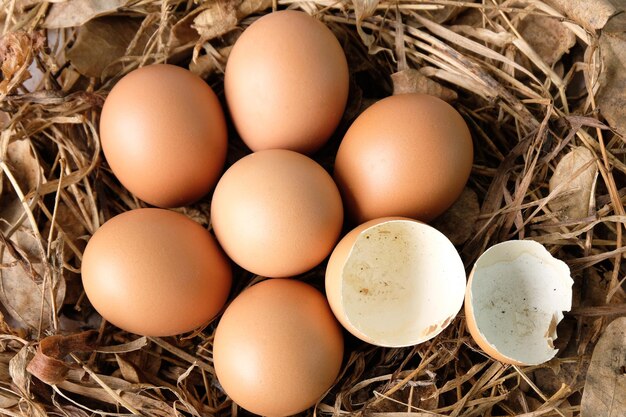 Foto hooghoekbeeld van eieren in het nest