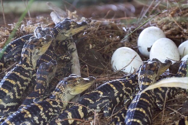 Foto hooghoekbeeld van eieren in het nest