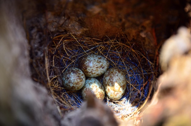 Hooghoekbeeld van eieren in het nest