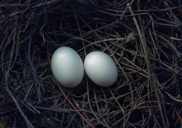 Foto hooghoekbeeld van eieren in het nest