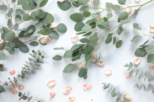 Foto hooghoekbeeld van eucalyptusplant en roze bloemblaadjes tegen een witte achtergrond