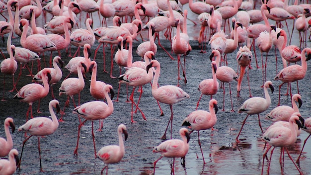 Hooghoekbeeld van flamingo's in de modder