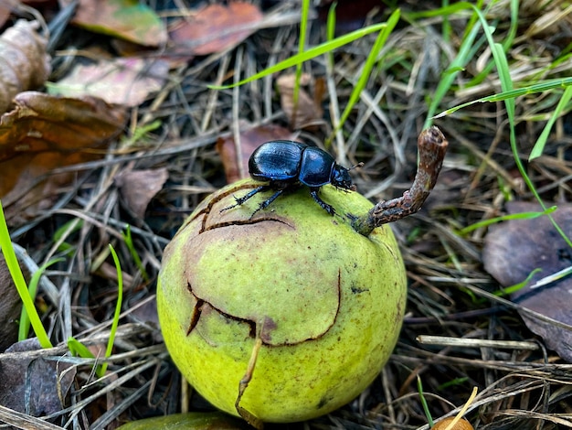 Foto hooghoekbeeld van fruit op het veld