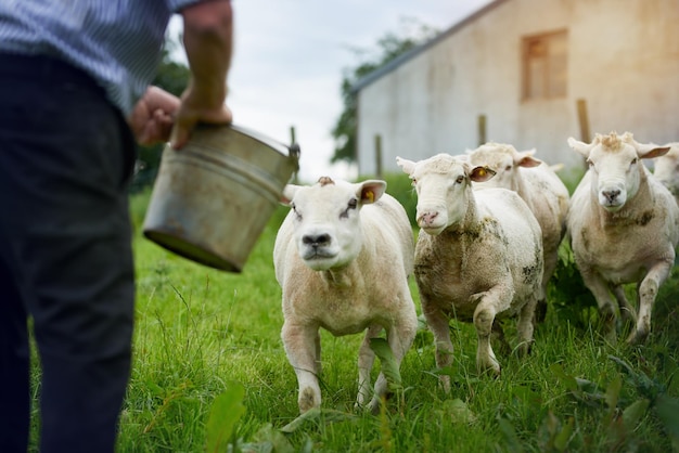 Hooghoekbeeld van geiten op een grasveld