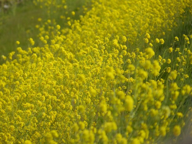 Hooghoekbeeld van gele bloemen die in het veld bloeien.