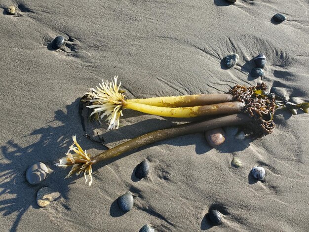 Hooghoekbeeld van gele bloemen op zand