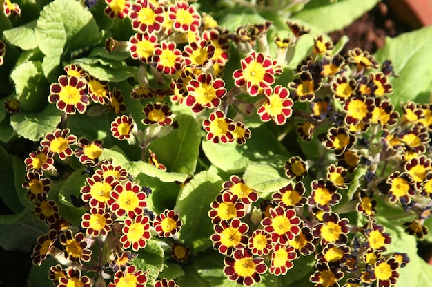 Foto hooghoekbeeld van gele bloemenplant