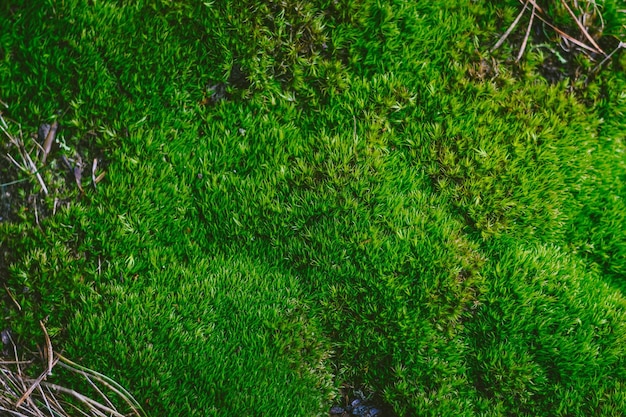 Hooghoekbeeld van gras dat op het land groeit