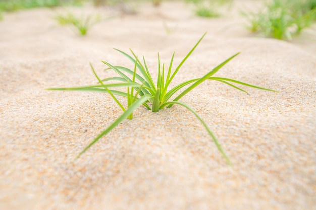 Hooghoekbeeld van gras dat op het strand groeit
