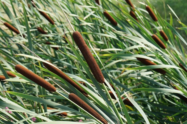 Foto hooghoekbeeld van gras dat op het veld groeit