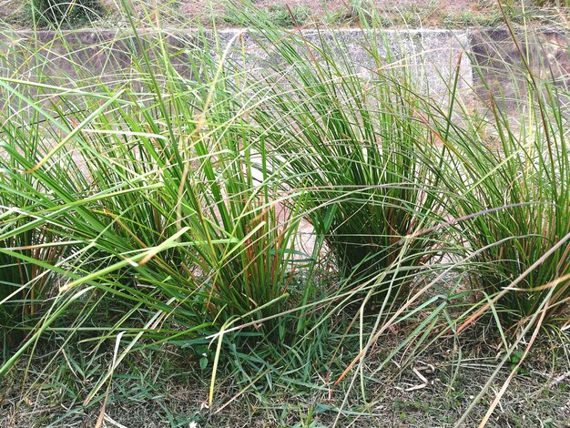 Foto hooghoekbeeld van gras op het veld