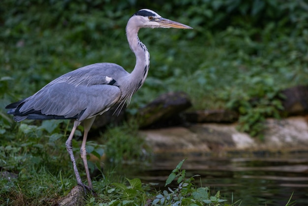 Hooghoekbeeld van grijze reiger die op gras zit