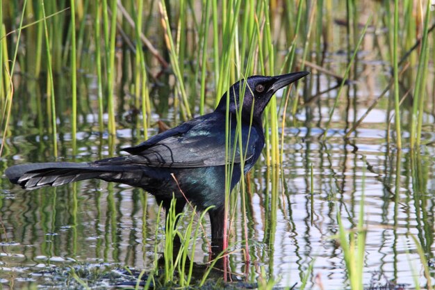 Foto hooghoekbeeld van grijze reiger die op het gras bij het meer zit