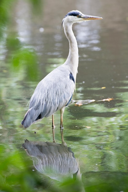 Hooghoekbeeld van grijze reiger in het water