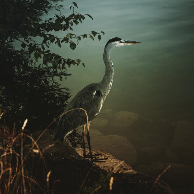 Hooghoekbeeld van grijze reiger op een rots