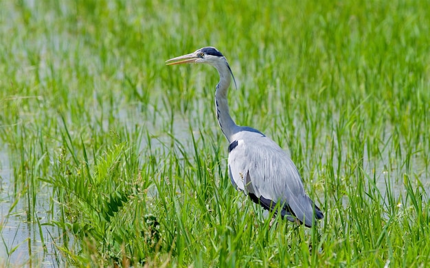 Hooghoekbeeld van grijze reiger op het land