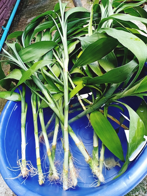 Foto hooghoekbeeld van groenten op de plant