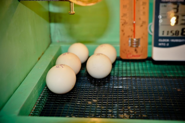 Foto hooghoekbeeld van groenten op tafel