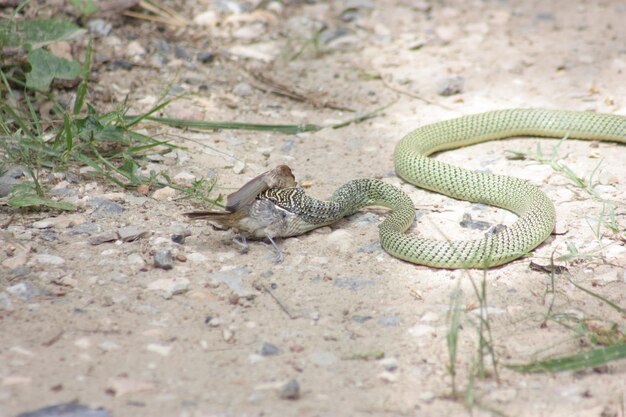 Foto hooghoekbeeld van hagedis op het land